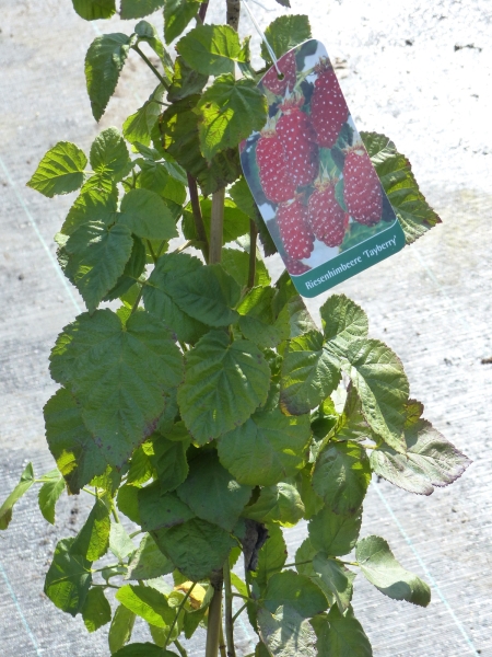 Buckingham Tayberry Pflanze